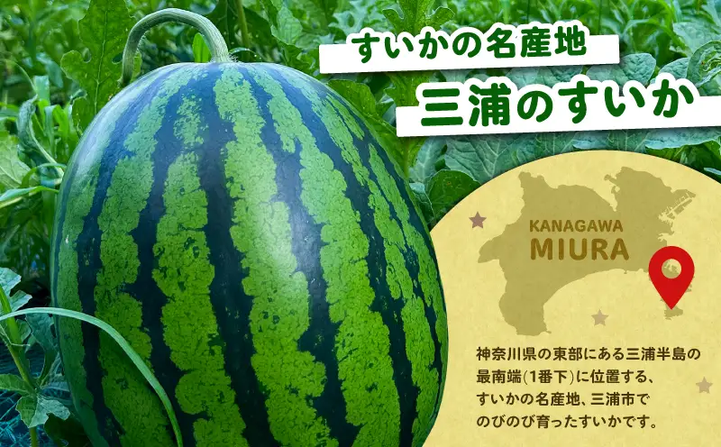 【 糖度12度以上 】シャリッ と 甘い 三浦の大玉スイカ まつりばやし11  2L 6～7kg を 2玉 M107-002-04 果物 すいか