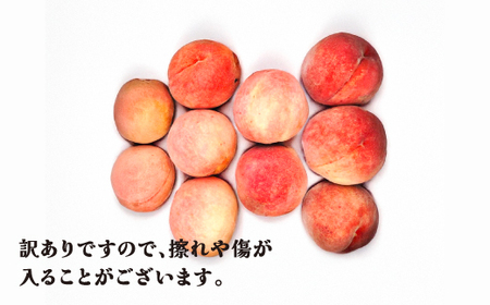 先行予約 訳あり 山形県産白桃 無印品 約5kg (10-20個程度)  令和8年産 sb-mohtw5-b