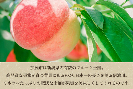 【2026年先行予約】新潟県産 桃 5kg（13～20玉）《7月下旬～順次出荷》