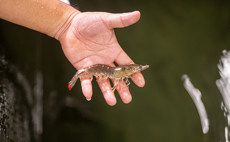 エビ【養殖場から直送】活き〆急速冷凍 金武町産 シロアシエビ Mサイズ （バナメイエビ） 海老