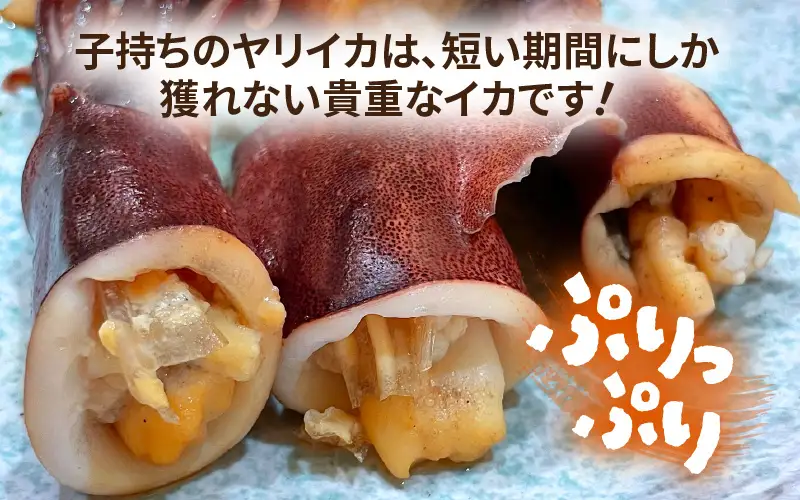 旬の美味しさ 天然 子持ちヤリイカ 500g 以上【 子持ちやりいか】 [m36-a024]