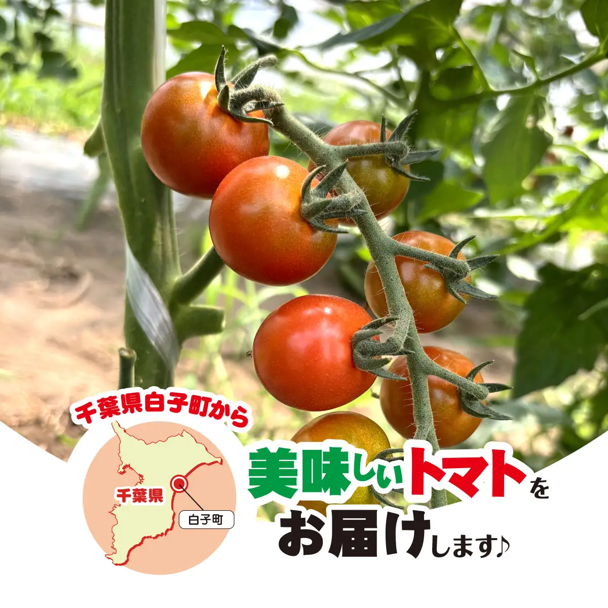 3色ミニトマト　3㎏（1.5㎏×2箱） SHAK002