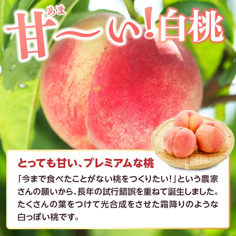 ≪先行受付≫ 甘～い プレミアム白桃 約3kg【2026年8月中旬頃～発送予定】 060-014