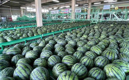 【先行予約】スイカ 北海道 共和町産 らいでんスイカ 大玉 約6kg フルーツ 果物 産地直送 JAきょうわ すいか 果実 （2026年7月上旬〜中旬発送）