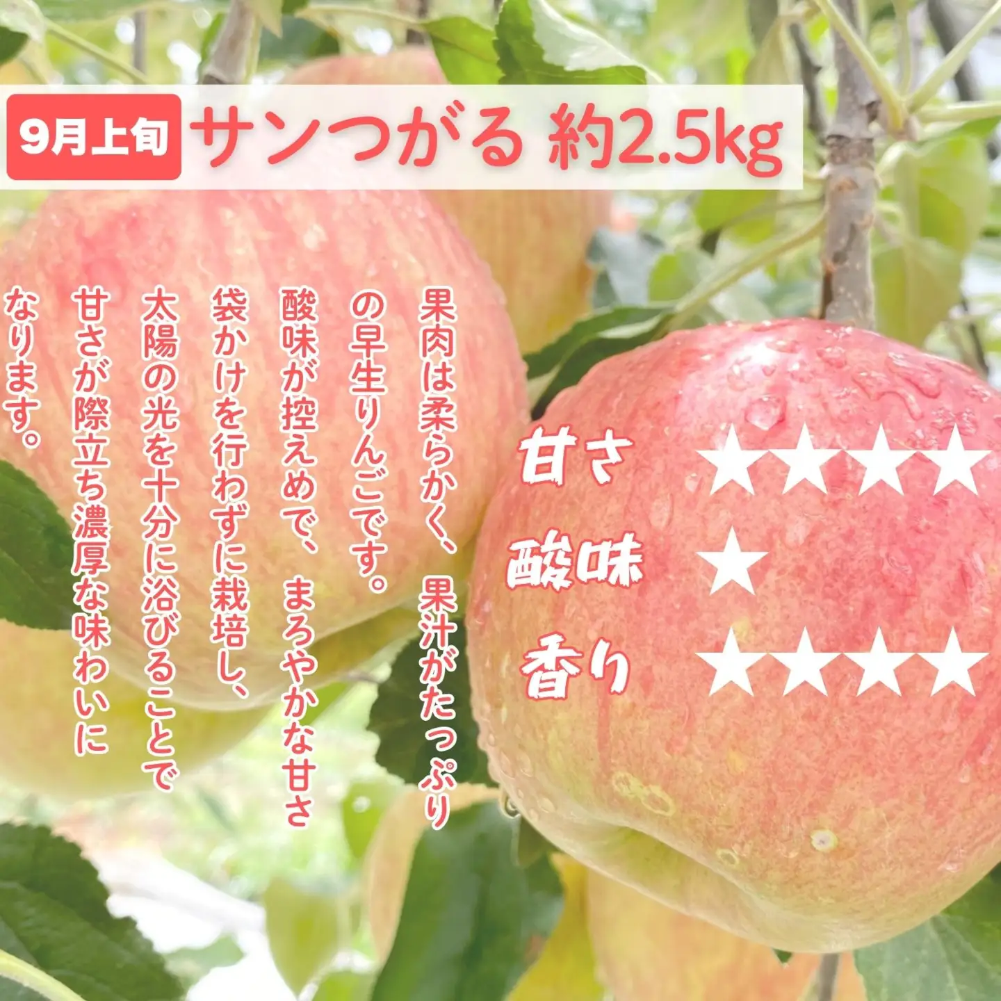 【先行予約│2026年発送 定期便 全4回】旬のりんご定期便 （At-029）