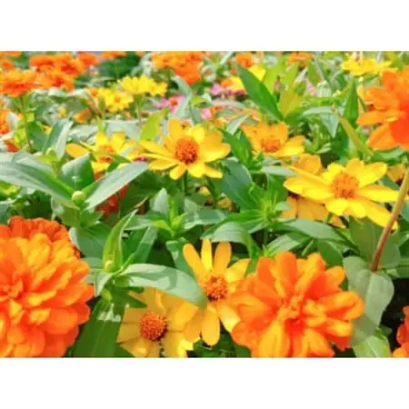 秋の花苗セット24ポット【配送不可地域：離島・北海道・沖縄県】【1624795】