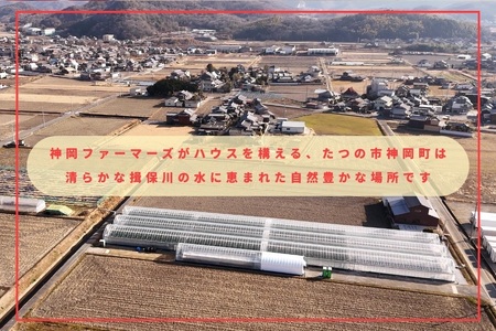 H-232　フルーツトマト【発送時期：1月～6月】