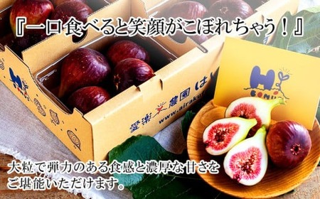 愛楽農園の"富"葉土いちじく【380g×4パック】・A023-13