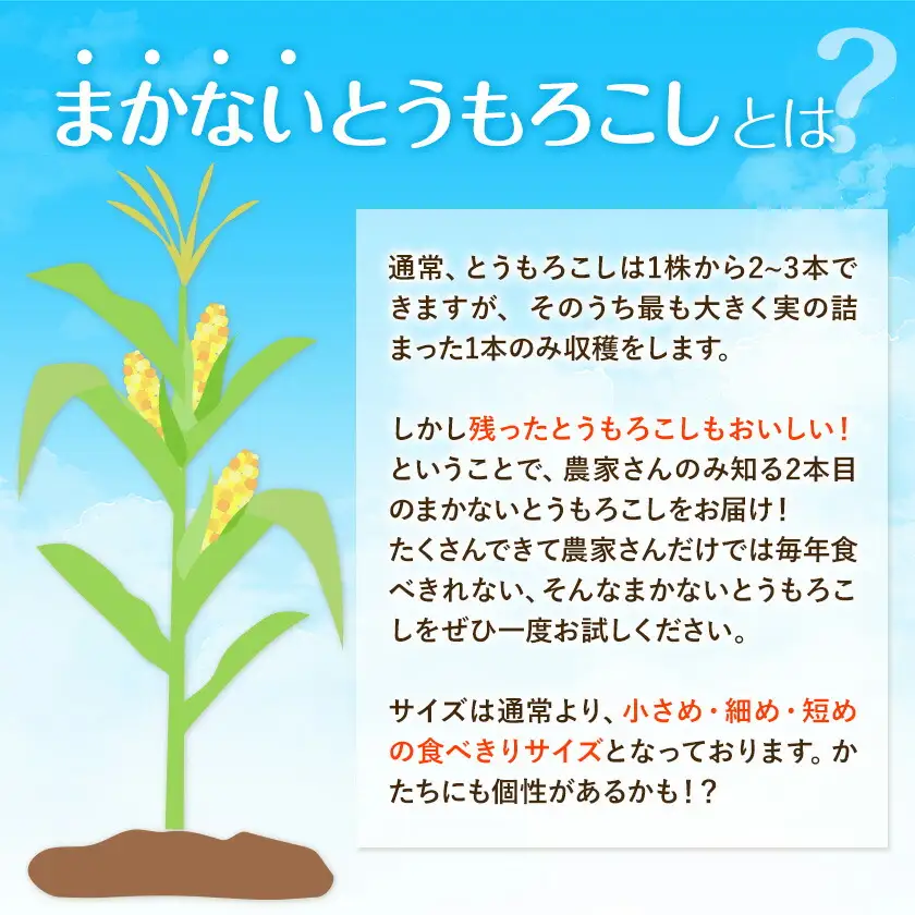 【先行予約】とうもろこし約3kg老沼利治《6月中旬-7月中旬頃出荷》朝採れスイートコーン