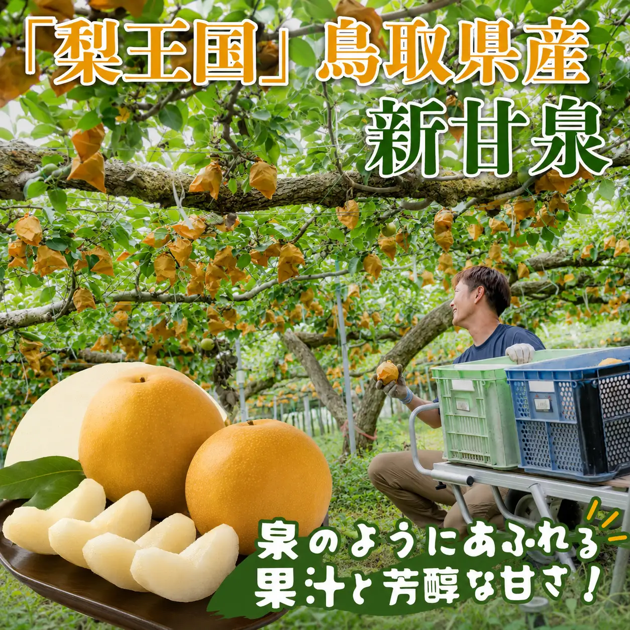 Y496 新甘泉(赤秀) 3kg