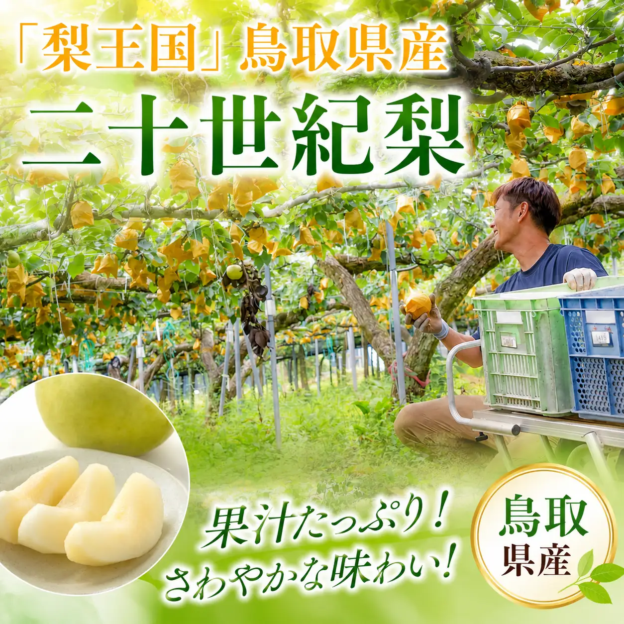 Y497 二十世紀梨(赤秀) 3kg