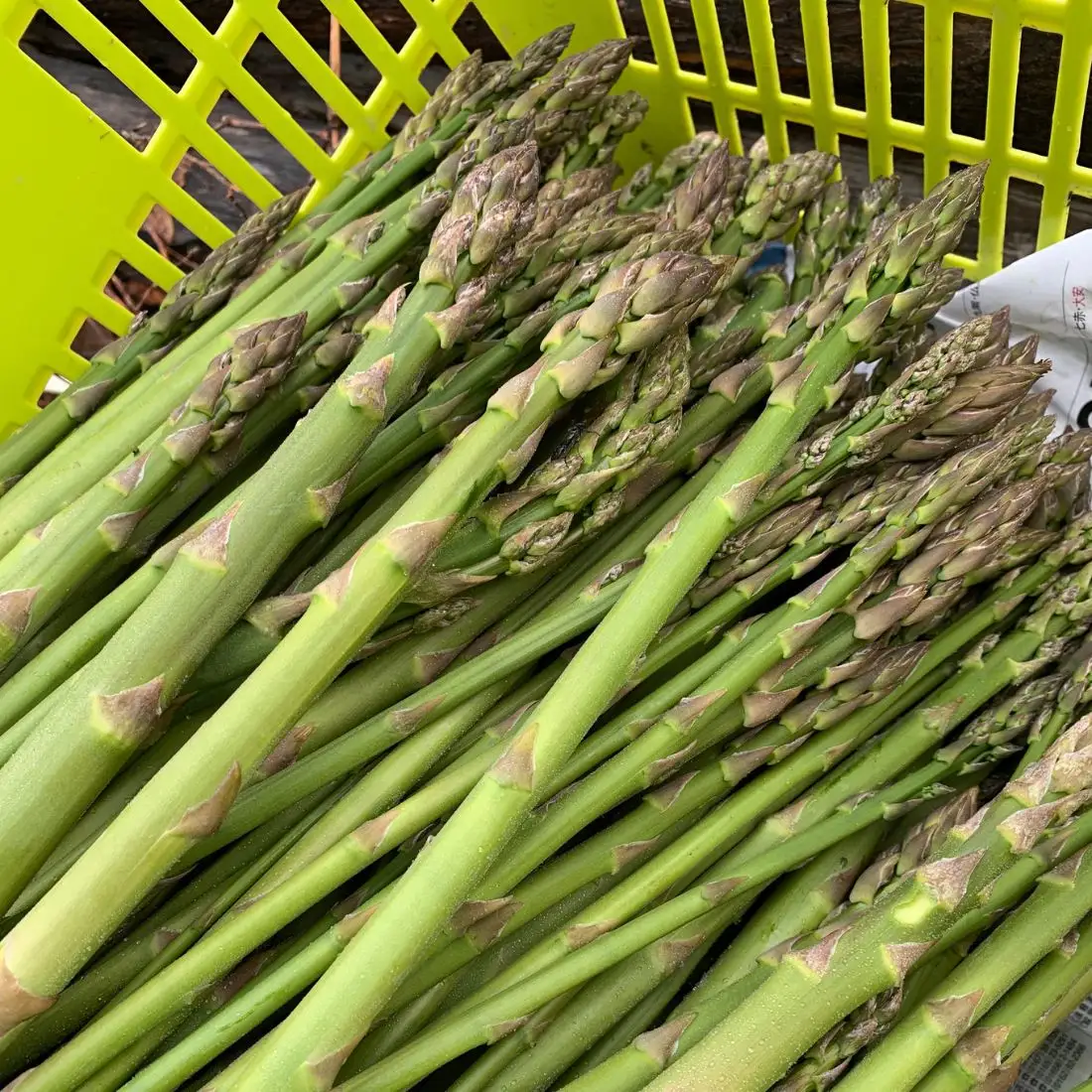 北海道栗山町産 夏のグリーンアスパラ（M～2Lサイズ）1kg オジファーム
