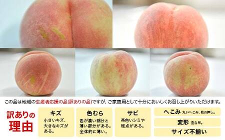 《2026年発送先行予約》山形県産 訳あり白桃 約2.8kg 8～13玉 桃 もも フルーツ 家庭用 F4A-0924
