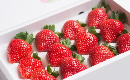 福岡県産あまおう ギフト箱 12-15粒 いちご 苺 イチゴ くだもの 果物 フルーツ 冷蔵 【2026年12月上旬～2027年3月下旬発送予定】