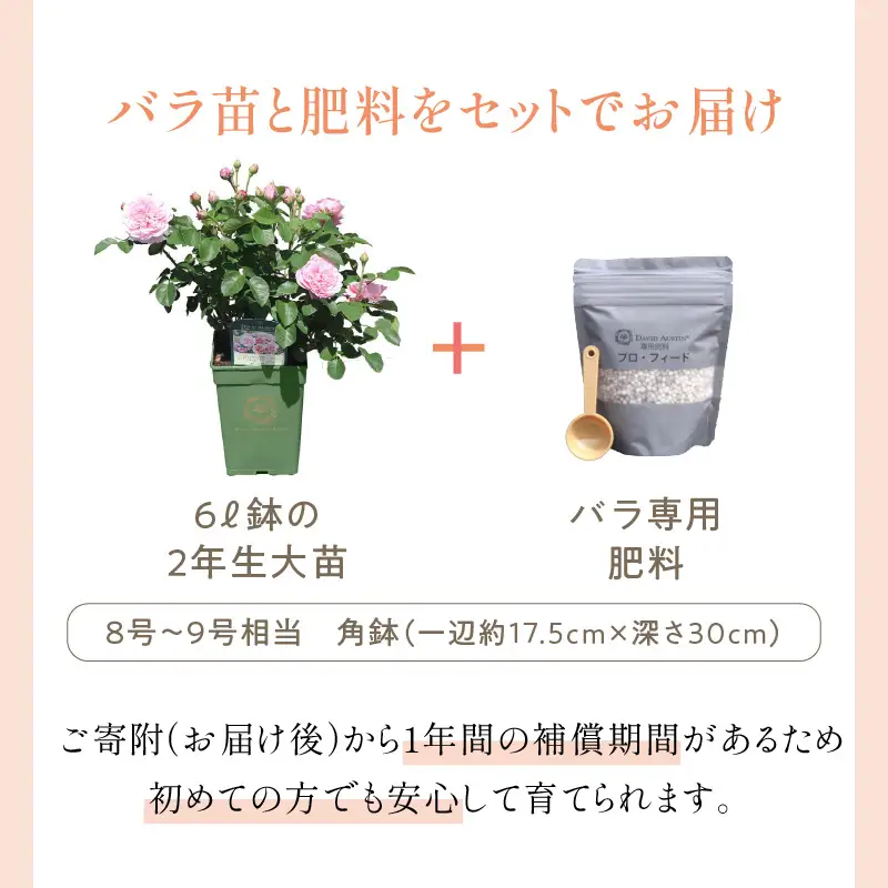 【イングリッシュローズ】デビッド・オースチン スノーグース ランブラー6L鉢苗（バラ専用肥料付）【025D-031】