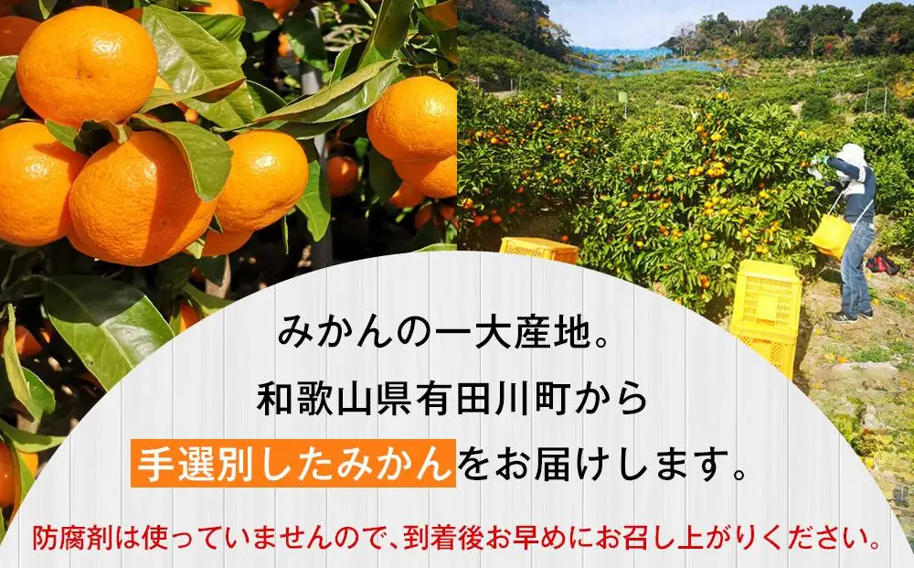 有田みかん 早生みかん 秀品または優品 約3kg S～Lサイズ混合 としみ農園