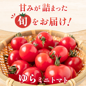 【先行予約】 和歌山県由良町産 ゆらミニトマト 1.5kg×1箱※2025年10月中旬頃から順次発送予定(お届け日指定不可) / トマト ハウス栽培 とまと 野菜 産地直送 新鮮 由良町 和歌山 ミニトマト【ktym010】
