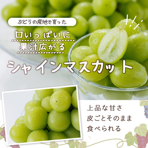 ＜先行予約受付中！2026年8月上旬以降順次発送予定＞＜数量限定＞シャインマスカット (約1.2kg) シャインマスカット 葡萄 ぶどう フルーツ 果物 くだもの 果実【115800100】【大分中央農産】