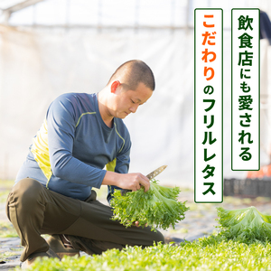フリルレタス 6袋 ×3回 計 約 5.4kg 定期便 |レタス 旭市