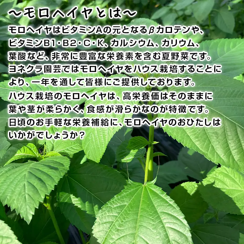 『先行予約』【12月上旬より順次発送】冬穫れハウスモロヘイヤ(100g×5袋)とアイスプラント(70g×5P)セット 3箱