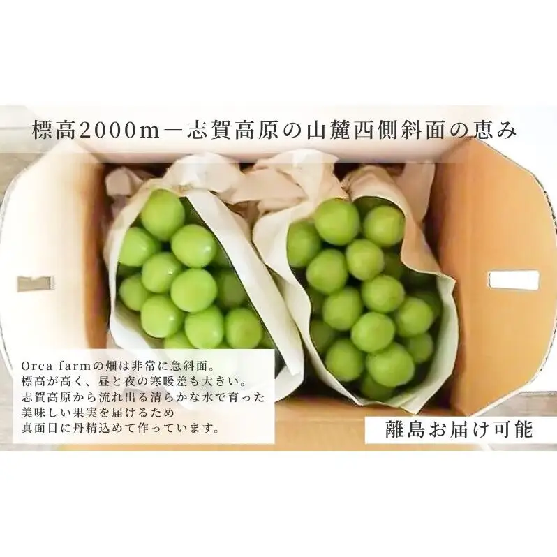 【2026年10月～発送】シャインマスカット 1～2房 約1kg ぶどう ブドウ 葡萄 マスカット 果物 フルーツ 長野県 長野 山ノ内町