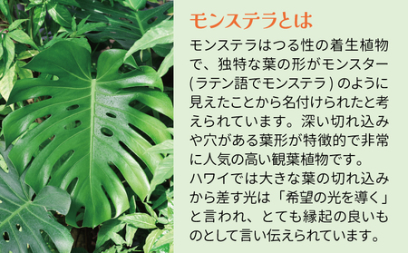 モダン モンステラ （高さ100～120cm） 熊本県 宇城市産 幹立ちモンステラ 観葉植物 ギフト 大型モンステラ モンステラ プレゼント おしゃれ 開店祝い 新築祝い スタイリッシュ インテリア 希少 植物 【森水木のラン屋さん】