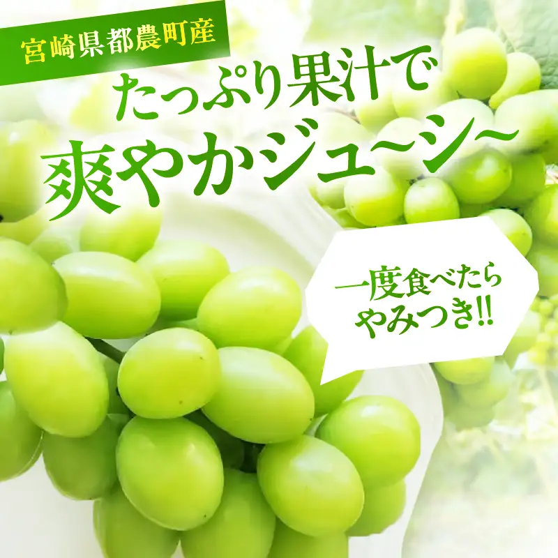 先行予約≪期間限定≫シャインマスカット(計2kg) ぶどう フルーツ 果物 デザート 国産_T051-0015
