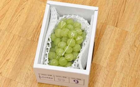 シャインマスカット 1房 900g 山形県産 秀品 ギフト箱入り 【令和8年9月中旬発送】 FSY-2234