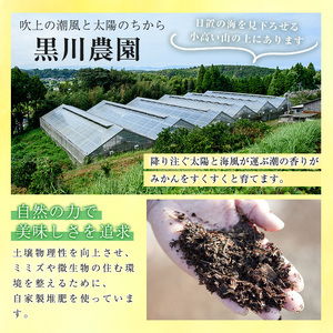 No.1251 ＜先行予約受付中＞温州みかん狩り(2名分)＆人気のジュース付き(2本)不知火 みかん狩り 体験 日置市 果物 果実 フルーツ 柑橘 みかん ミカン ジュース ミカンジュース 期間限定【黒川農園】