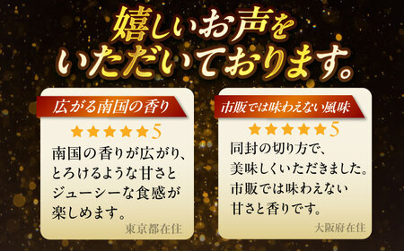 フルーツ 【2026年発送】 贈答用 仲村農園の完熟アップル マンゴー1kg  BCCU002