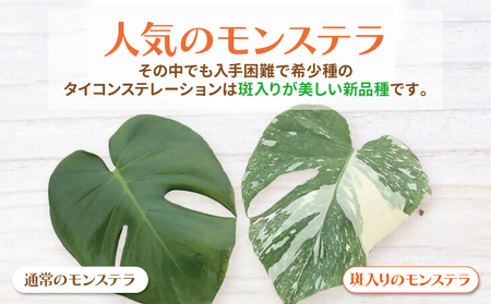 斑入り モンステラ タイ コンステレーション 2.5号ポット 栽培苗 植え替えセット付き ベージュ系素焼き鉢 熊本県 宇城市産 モンステラ 希少品種 観葉植物 インテリア グリーン 希少 希少品種 斑入り植物 おしゃれ ギフト 室内 人気 初心者 向け リビング 開店祝い 新築祝い 【森水木のラン屋さん】