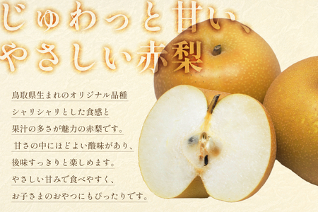 【2026・先行予約】 プレミアム秋甘泉（あきかんせん）5kg｜鳥取 果物 フルーツ なし 梨 2026年収穫後【41032】