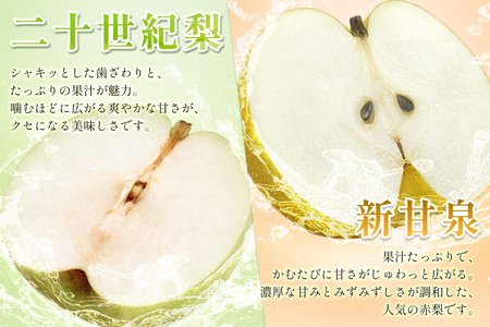 【2026・先行予約】 二十世紀梨と新甘泉セット 3kg｜鳥取 果物 フルーツ なし 梨 2026年収穫後【41040】