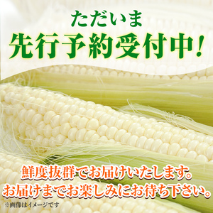 ＜期間限定＞天塩川源流スイートコーン ホイップコーン (8本)【2026年8月下旬より順次発送】北海道産 北海道 士別市 とうもろこし トウモロコシ とうきび コーン 野菜 産地直送 【三栄アグリ】【A7096】