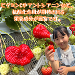 訳あり！太良町産「ゆめのか」冷凍いちご500ｇ×１袋 佐賀県 太良町 LB21