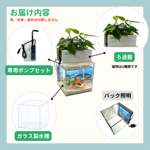 せせらぎビオトープ　25cm型基本+照明セット（ガジュマル＋他1種）