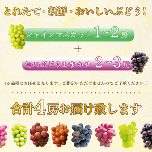 【先行受付】みのる農園おまかせ ぶどう食べくらべ（4房）葡萄 ブドウ 詰合せ 果物 フルーツ 2026年7月～10月上旬お届け 広島県三原市 206001