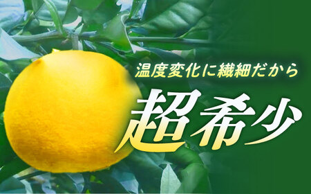 【ご家庭用】水晶文旦 約4kg[ECL007]文旦