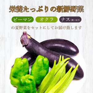 【先行受付】みのる農園 農家直送！夏野菜セット(ナス、ピーマン、オクラ)3.5kg やさい 詰合せ BBQ 2026年7月～10月上旬お届け 広島県三原市 206002