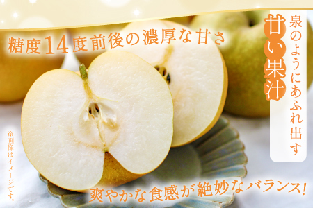 新甘泉3kg箱(鳥取県大山町産梨)【梨 新甘泉 赤秀 先行予約 季節限定 赤梨 3kg 5玉～8玉 なし 贈答用 期間限定 果物 フルーツ くだもの 数量限定】