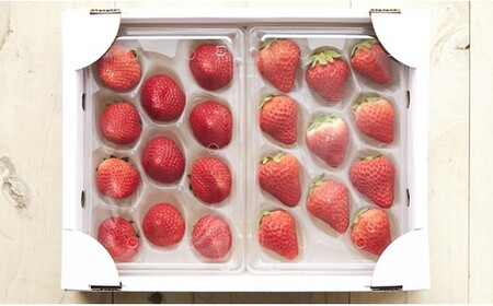 先行予約 四季成りいちご 2種食べ比べ 400g(200×2パック) 品種おまかせ いちご