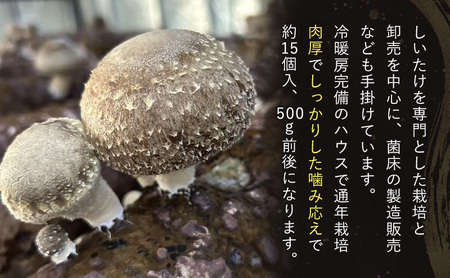 しいたけ 肉厚生椎茸500g 椎茸 シイタケ 高品質 通年栽培 肉厚 大粒 しっかり 噛み応え きのこ 千葉市 千葉県