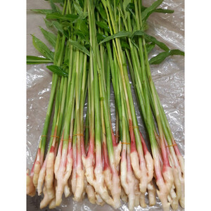 旬のお野菜詰め合わせセット【配送不可：北海道・沖縄・離島（一部除く）・島しょ部】◇