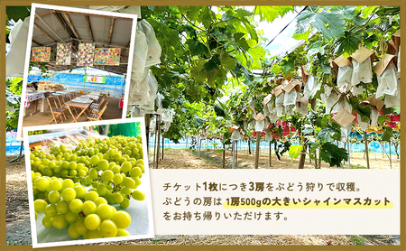 【先行予約・数量限定】人気の体験型返礼品2026年夏秋体験【 あさつゆ愛のぶどう園 シャインマスカット 翡翠 ぶどう狩り 体験ツアー 3房 1.5kg 】葡萄  体験チケット家族 大阪 大阪府 岸和田市