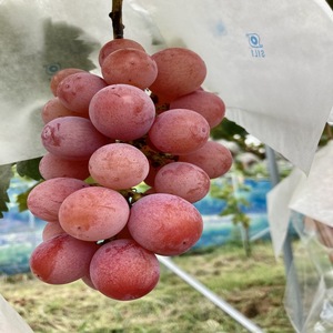 【先行予約】【数量限定】おすすめ感謝 セット ぶどうセット マッターホルン ブーゲンビリア 2房 詰め合わせ 葡萄 ぶどう ブドウ 食べ比べ フルーツ 果物  旬の果物 大阪 大阪府 岸和田市