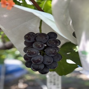 【先行予約】【数量限定】秋本番 おすすめ感謝 セット ぶどうセット マッターホルン ピオーネ 2房 詰め合わせ 葡萄 ぶどう ブドウ 食べ比べ フルーツ 果物  旬の果物 大阪 大阪府 岸和田市
