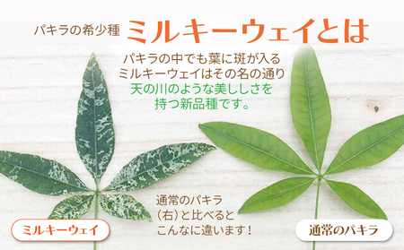 パキラ ミルキーウェイ 実生苗 斑入り 2.5号 ポット 栽培苗 ベージュ系素焼き鉢