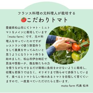【2026年6月下旬頃から順次発送】トマト 2kg  甘みと酸味の絶妙なバランスの麗月トマト 赤採れ moto farm 愛媛県 松山市【MTF004】