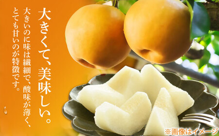 まるはり新高梨（約800g×3玉入） 〈2026年9月下旬?2026年10月上旬発送〉 / 新高梨 梨 果物 フルーツ デザート 【高知市農業協同組合】 [ATBK002]