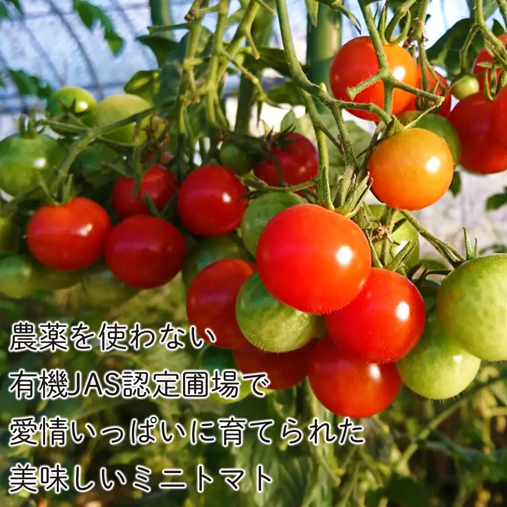 【2026年8月中旬より発送】小玉スイカ１玉＆有機ミニトマト500ｇ×2【かねこ農園】